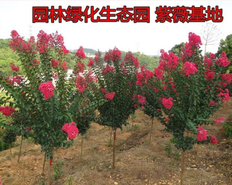 美国红火箭紫薇树苗天鹅绒紫薇苗绿化苗量大优惠