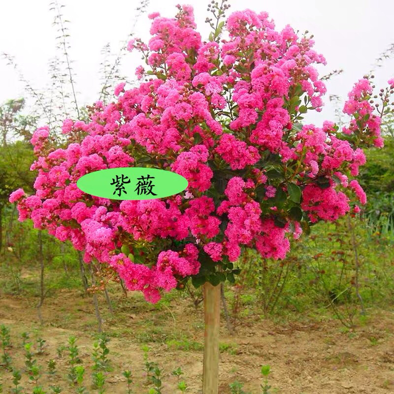 美国红火箭紫薇树苗天鹅绒紫薇苗绿化苗量大优惠