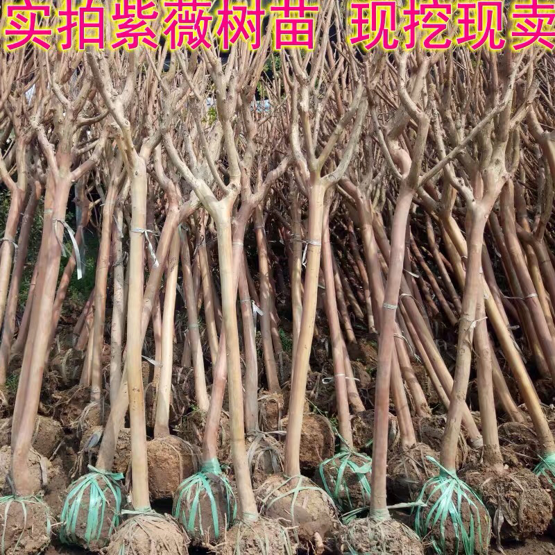 美国红火箭紫薇树苗天鹅绒紫薇苗绿化苗量大优惠