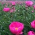 大红花月季卡罗拉，莎曼莎，丰花月季