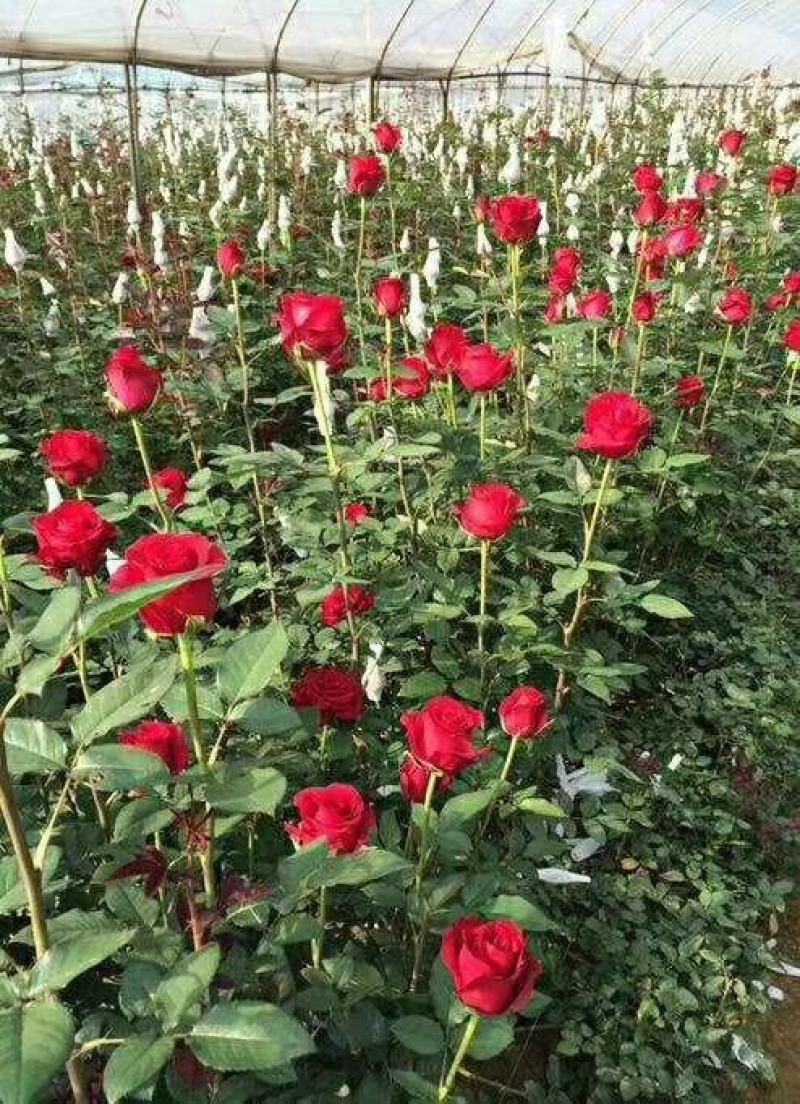 大红花月季卡罗拉，莎曼莎，丰花月季