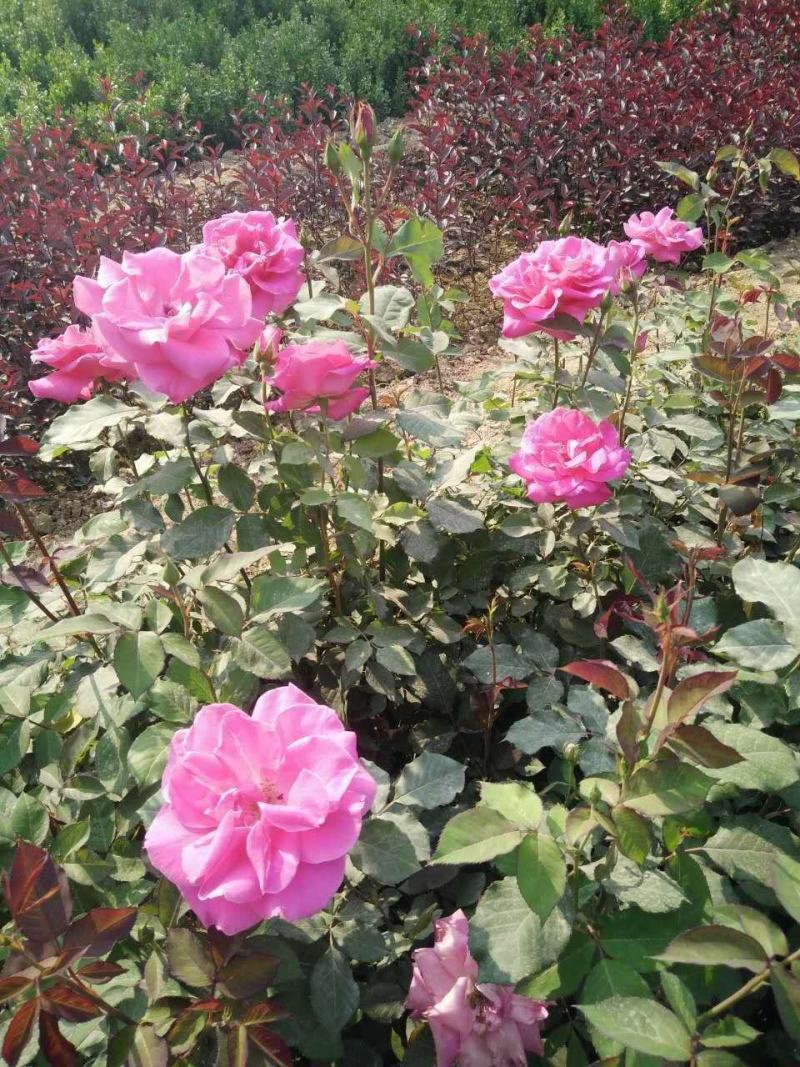 大红花月季卡罗拉，莎曼莎，丰花月季