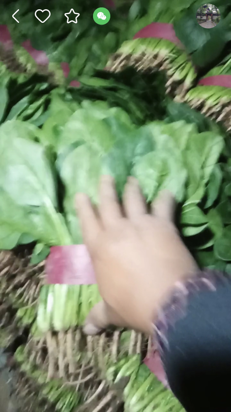 精品菠菜大量上市质量绝对保证