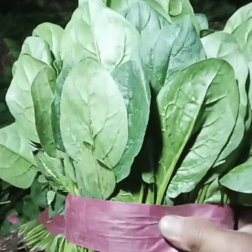 精品菠菜大量上市质量绝对保证