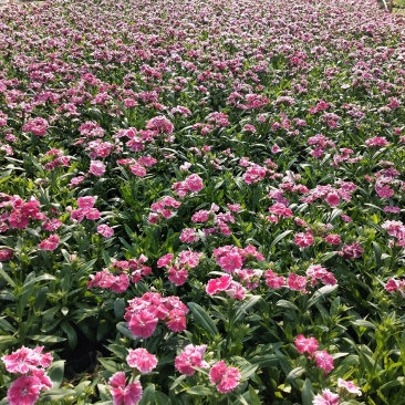 冬季耐寒时花——石竹
