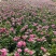 冬季耐寒时花——石竹