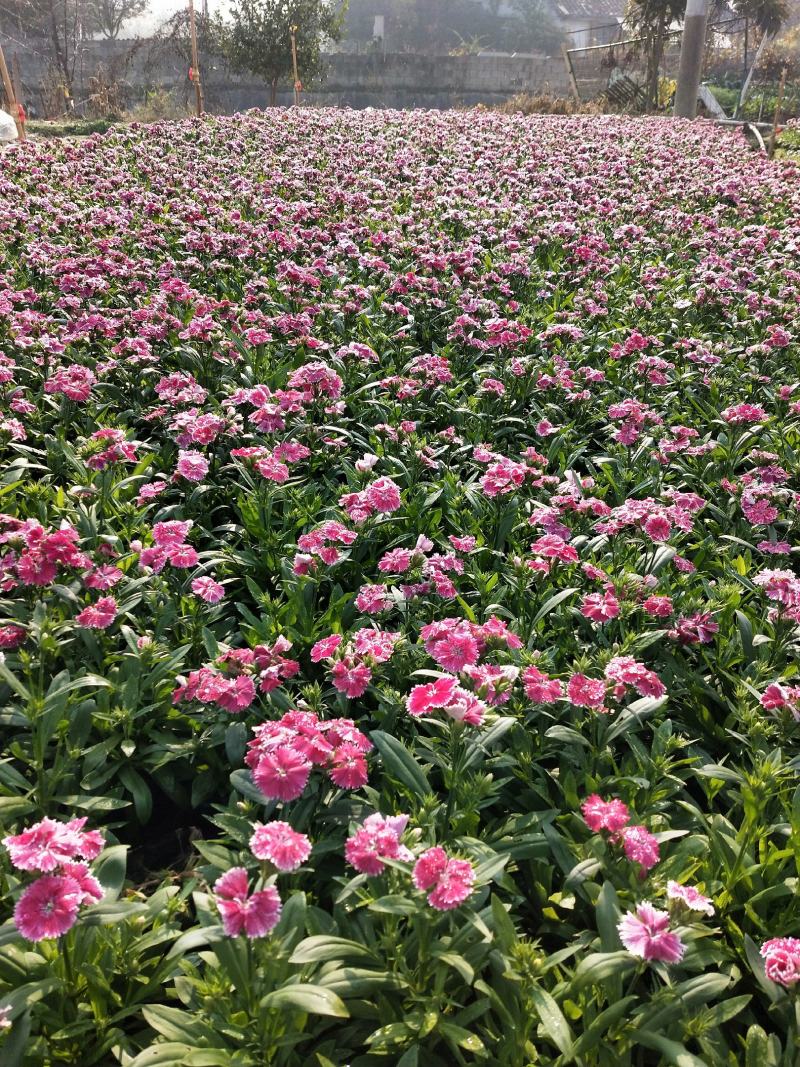 冬季耐寒时花——石竹