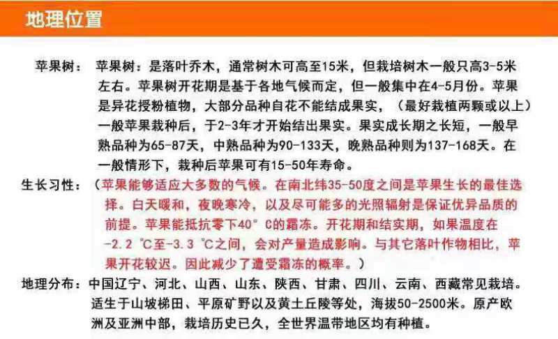 黑钻苹果苗、产量高抗病毒性强、适应能力强、基地起苗