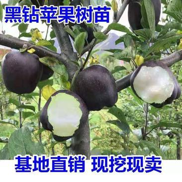 黑钻苹果苗、产量高抗病毒性强、适应能力强、基地起苗
