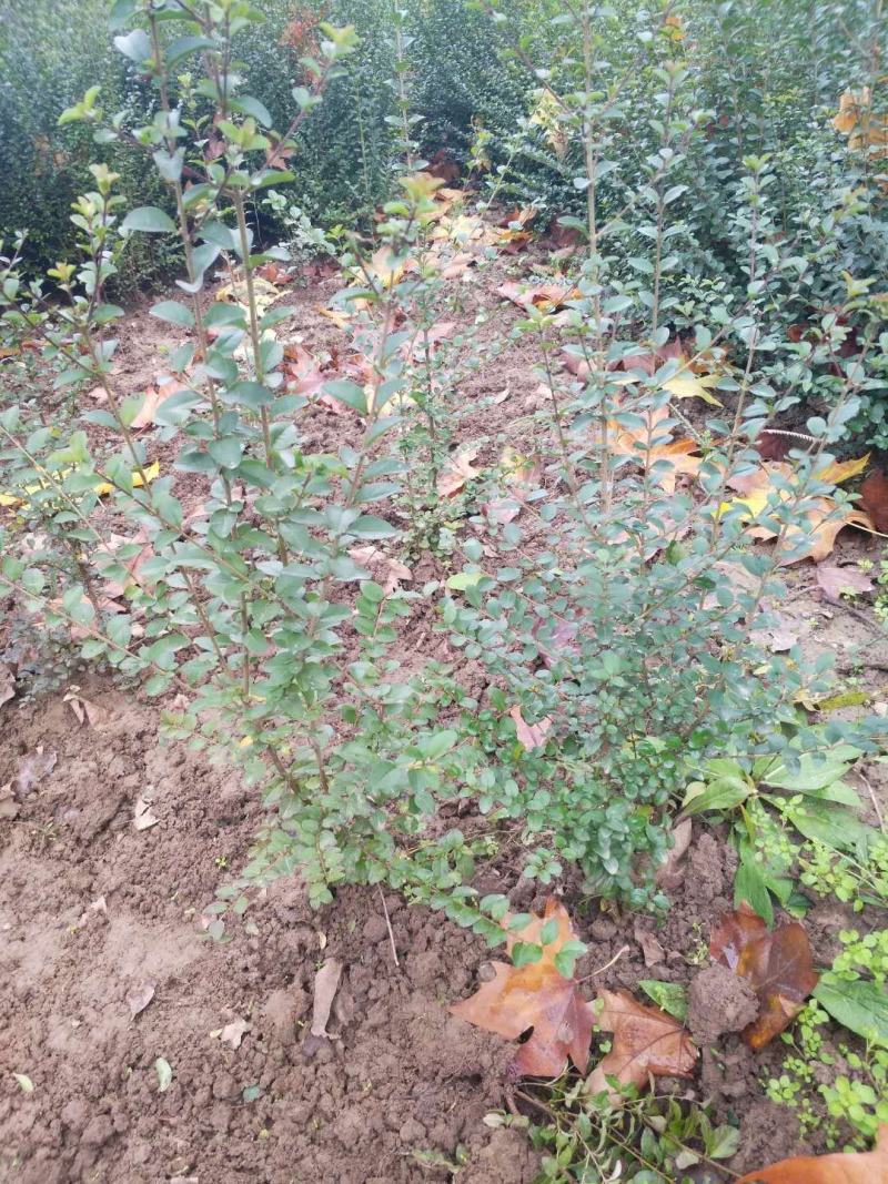 小叶女贞篱笆苗，杯苗，地苗