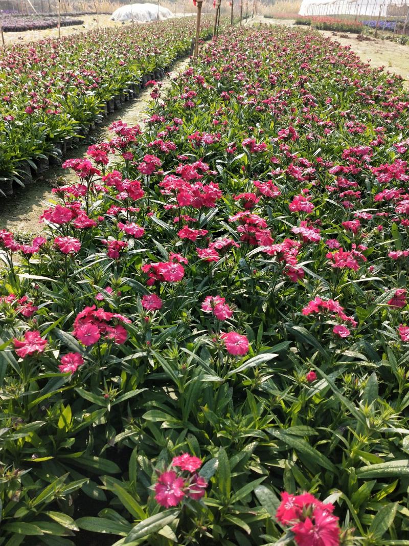 冬季耐寒时花——石竹