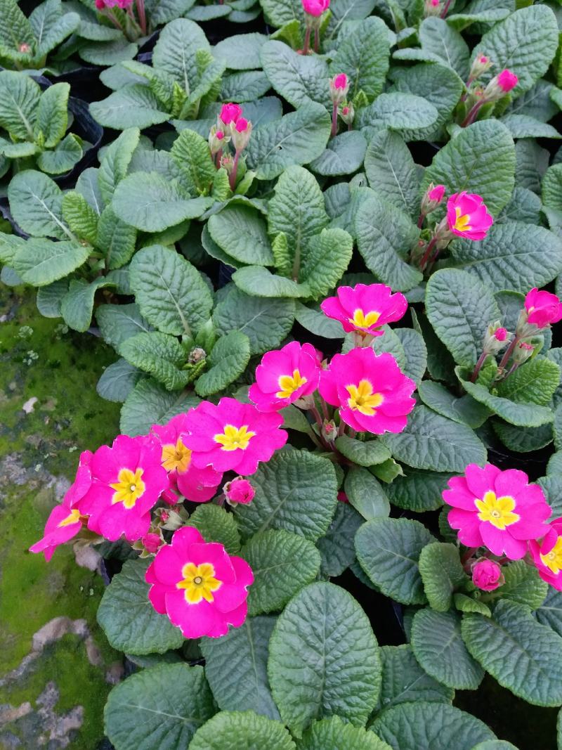 冬季春节时花——报春花
