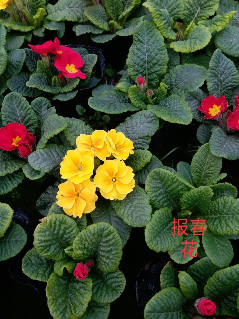 冬季春节时花——报春花