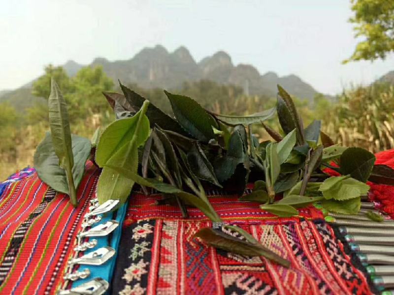 广西金秀大瑶山野生红茶明后（250g)量大可批