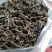 广西金秀大瑶山野生红茶明后(250g)量大可批