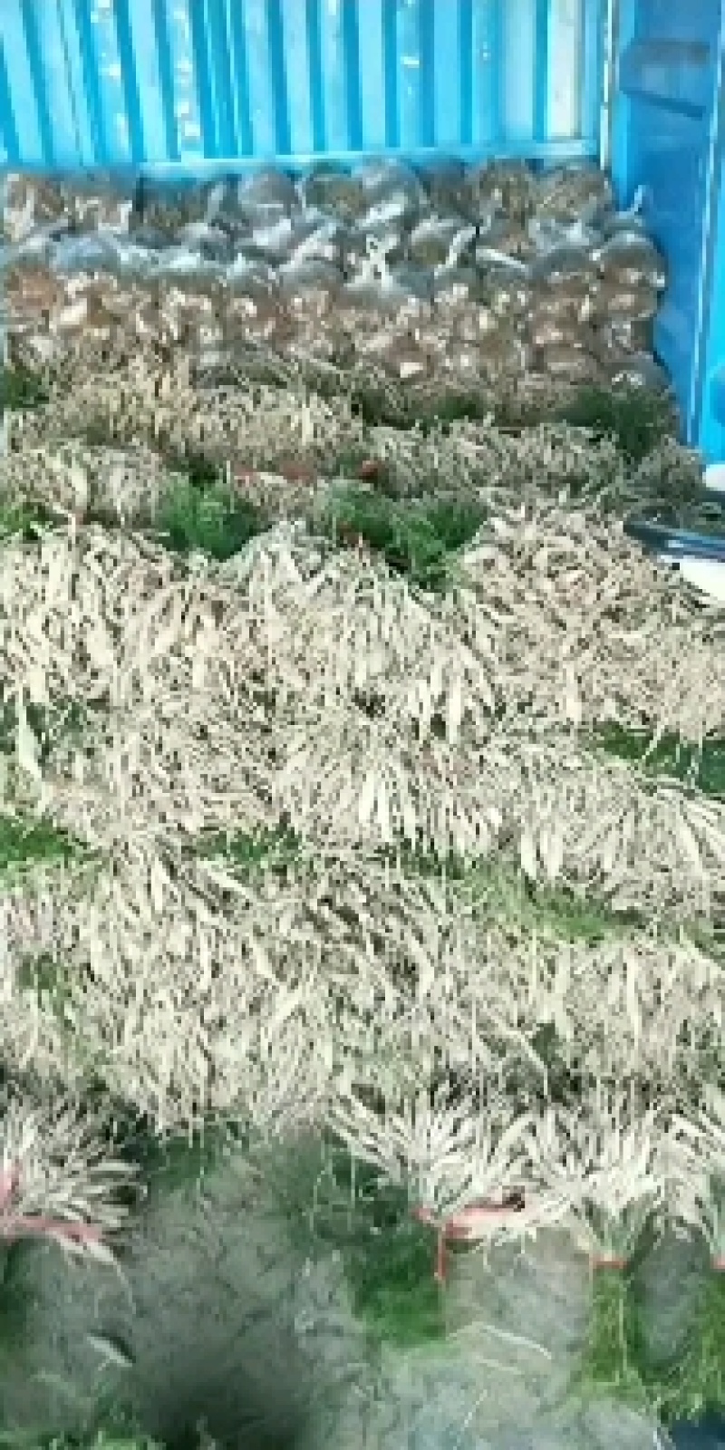 天冬苗，优质云南大天冬种苗，西南天门冬基地一手货源