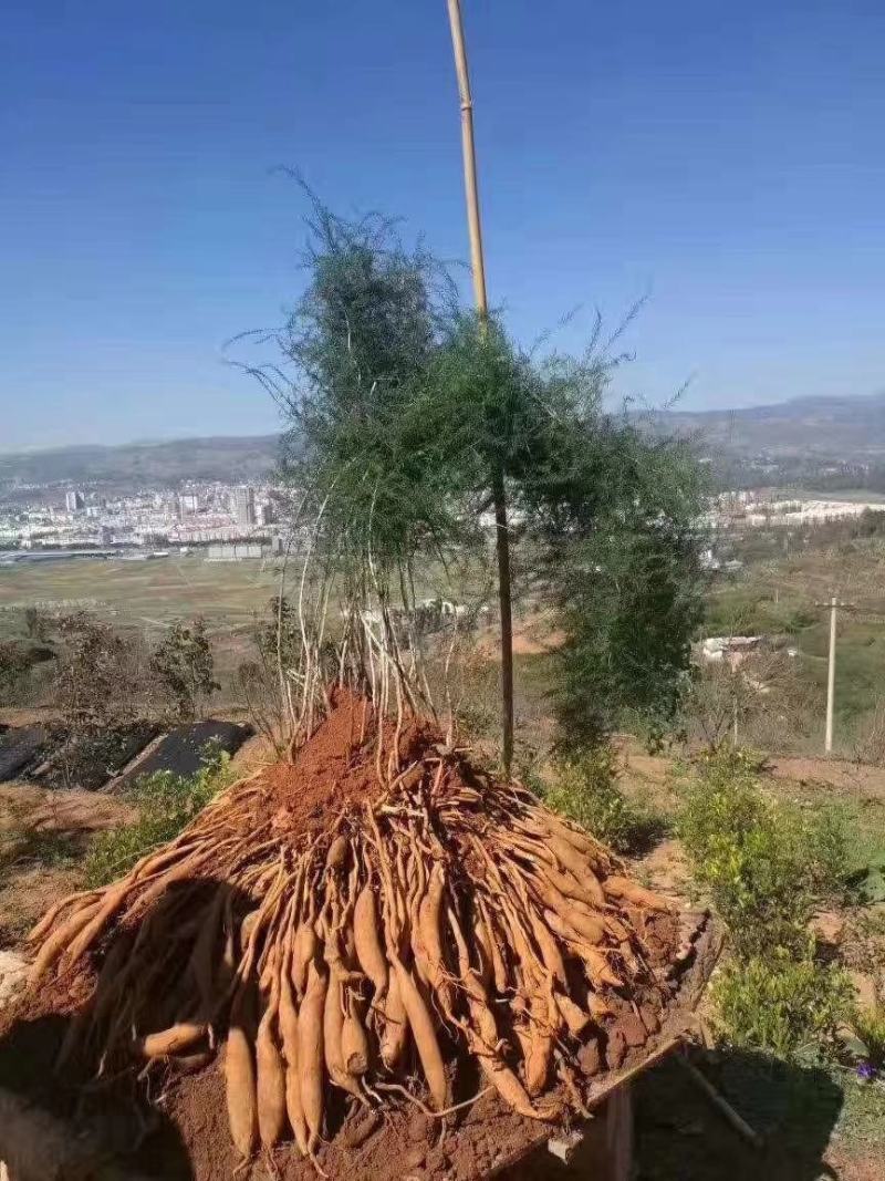 天冬苗，优质云南大天冬种苗，西南天门冬基地一手货源