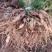 天冬苗，优质云南大天冬种苗，西南天门冬基地一手货源