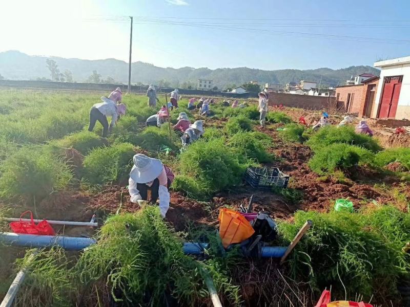 天冬苗，优质云南大天冬种苗，西南天门冬基地一手货源