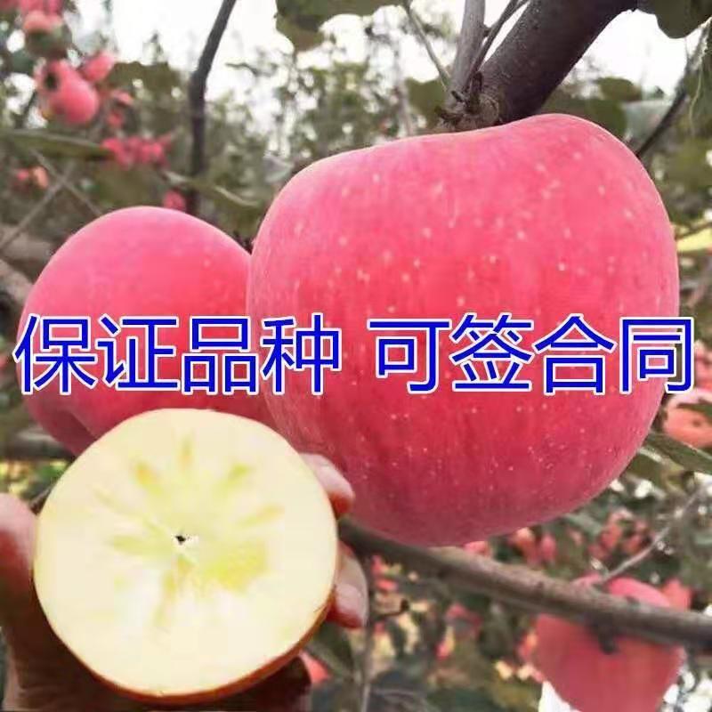 红富士苹果苗、产量高抗病毒性强、适应能力强、基地起苗