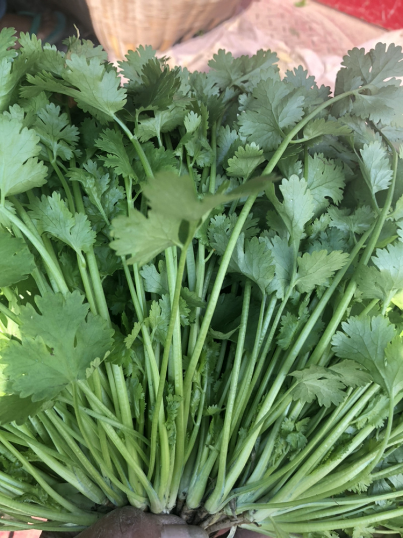 云南精品香菜代办代发