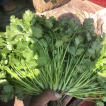 云南精品香菜代办代发
