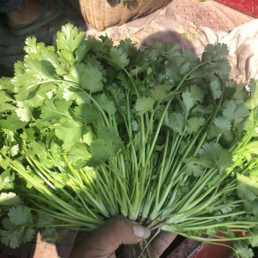 云南精品香菜代办代发