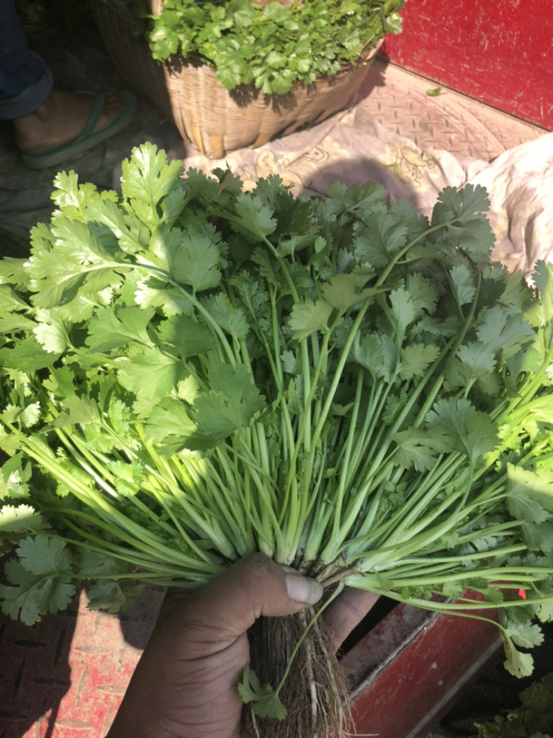 云南精品香菜代办代发