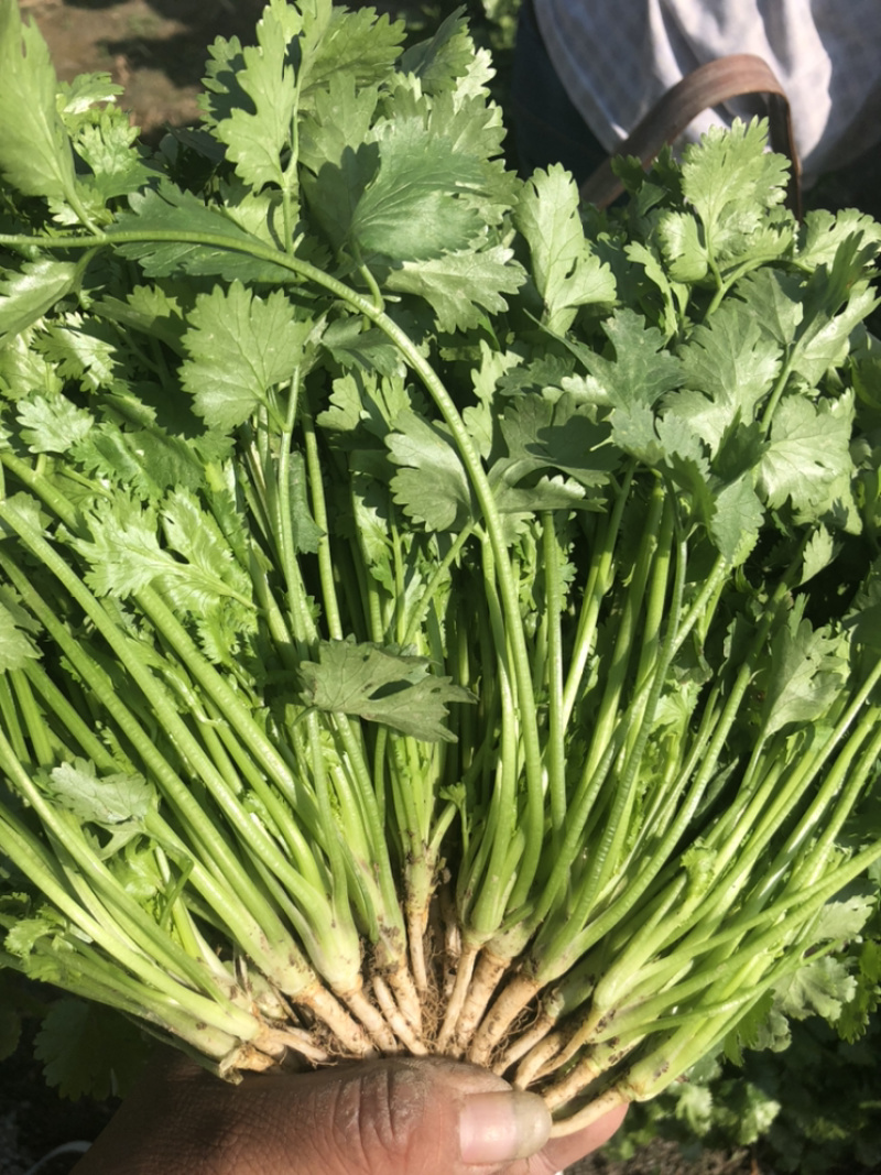 云南精品香菜代办代发