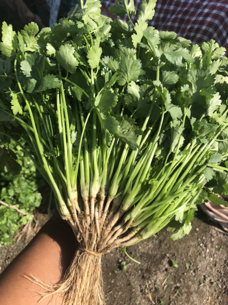 云南精品香菜代办代发