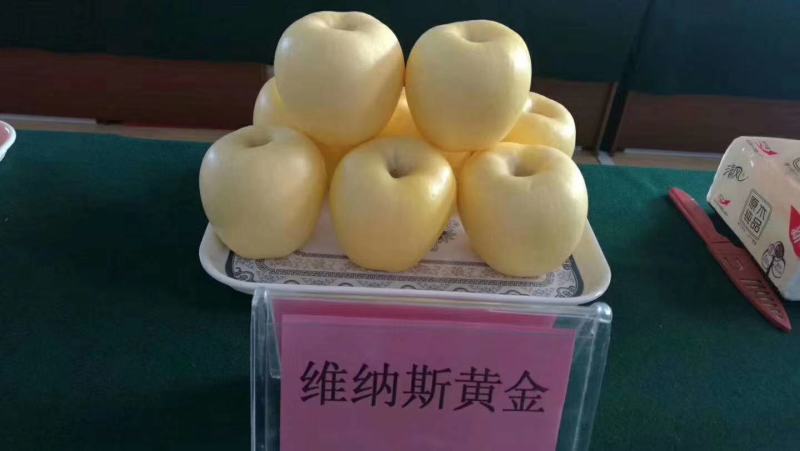 维纳斯黄金苹果苗基地直销现挖现发保证品种保湿邮寄提供技术