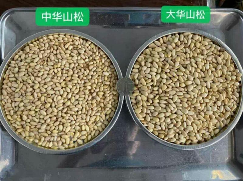 【华山松籽仁】大粒子松籽仁一手货源批发订购量大价低