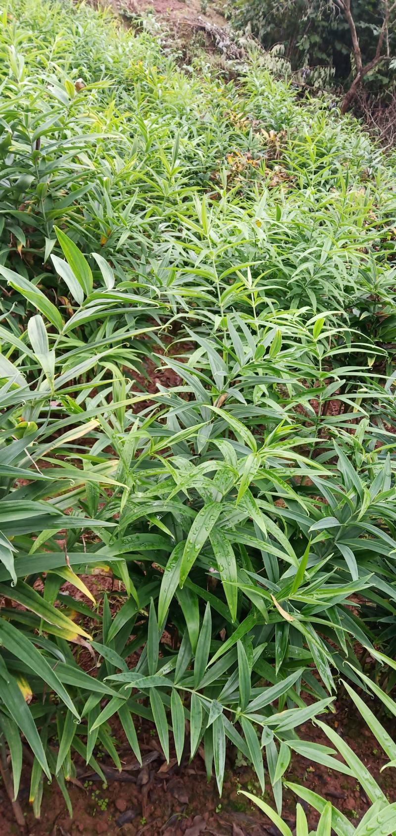 黄精种苗，老虎姜苗子，四川姜型多花不倒苗甜黄精，块茎苗