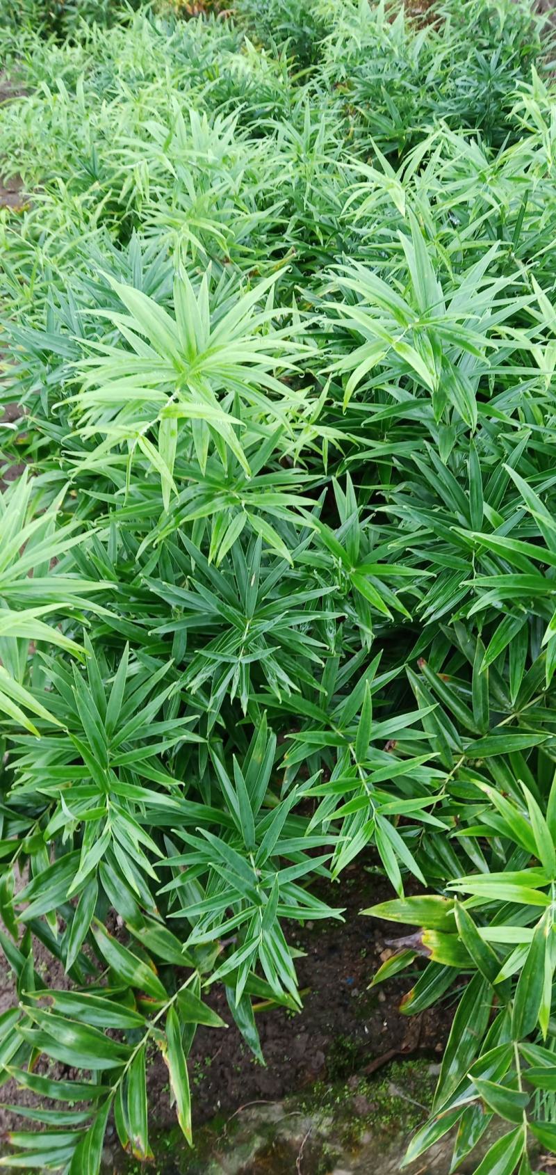 黄精种苗，老虎姜苗子，四川姜型多花不倒苗甜黄精，块茎苗