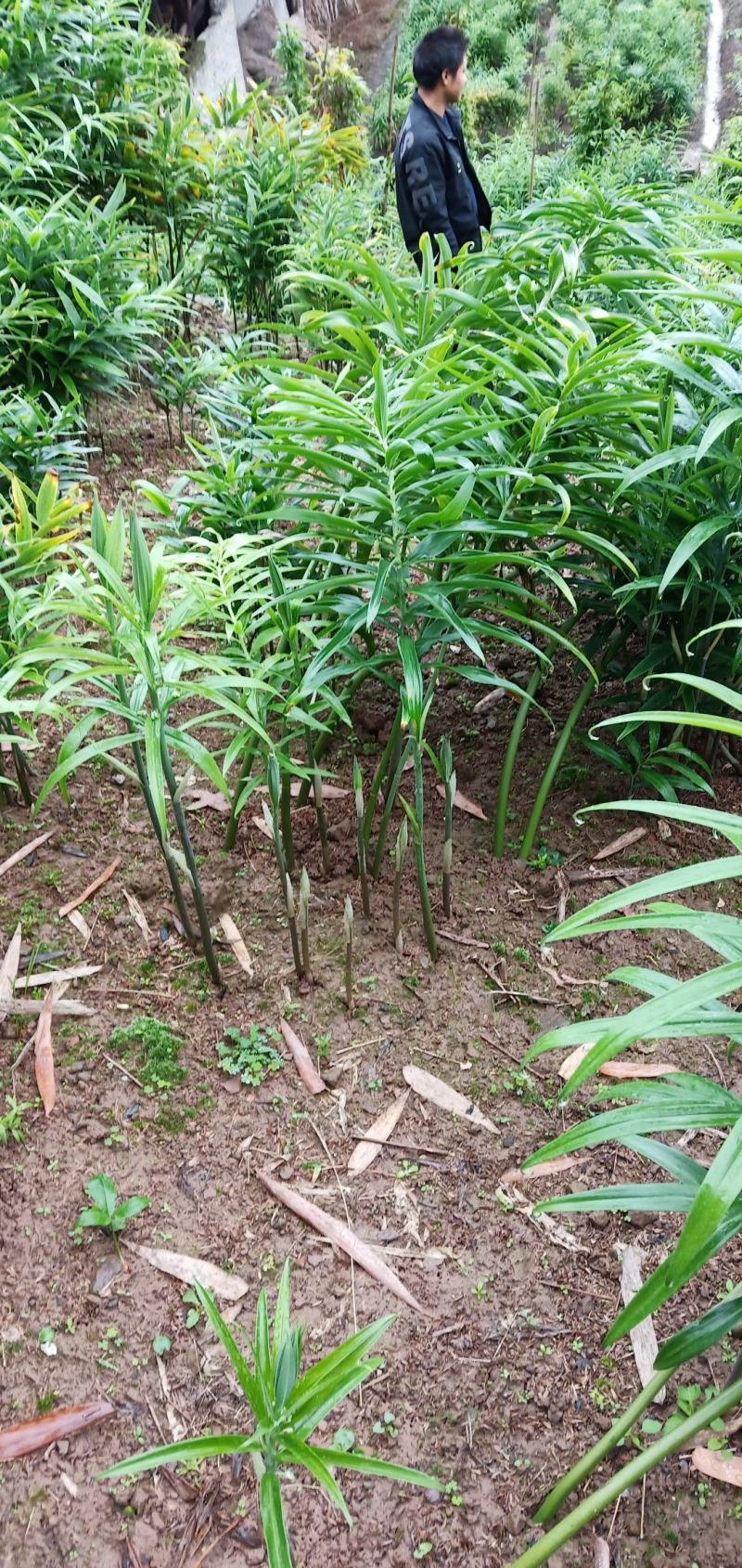 黄精种苗，老虎姜苗子，四川姜型多花不倒苗甜黄精，块茎苗