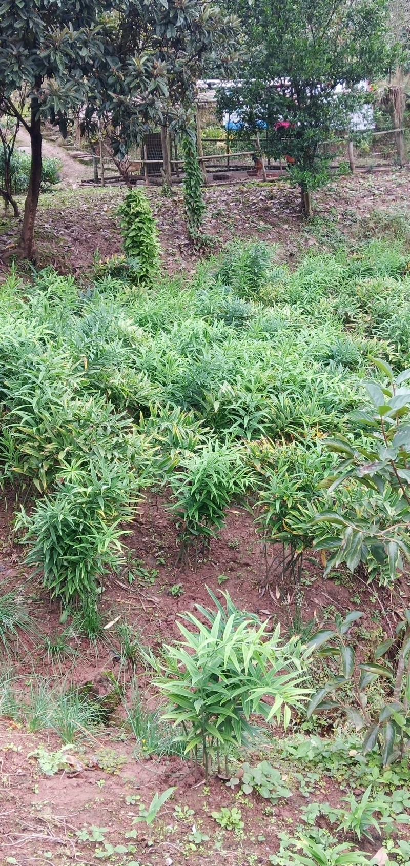 黄精种苗，老虎姜苗子，四川姜型多花不倒苗甜黄精，块茎苗