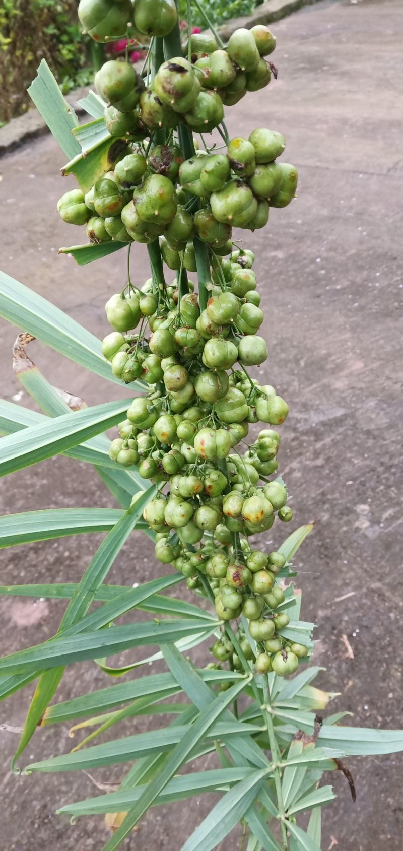 黄精颗粒种子，黄精育苗种子，出芽率高，老虎姜种子