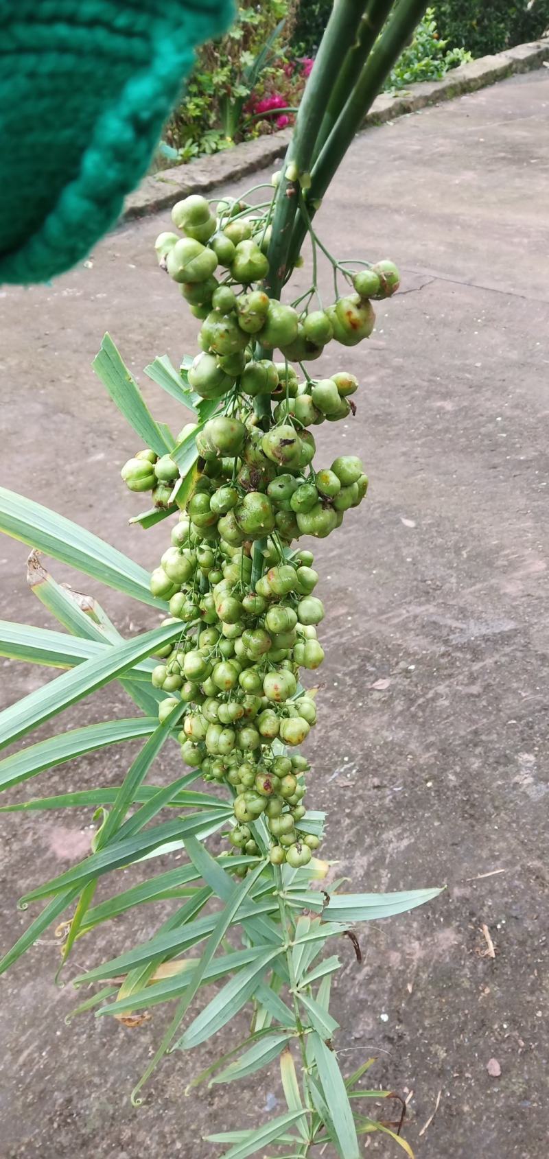 黄精颗粒种子，黄精育苗种子，出芽率高，老虎姜种子