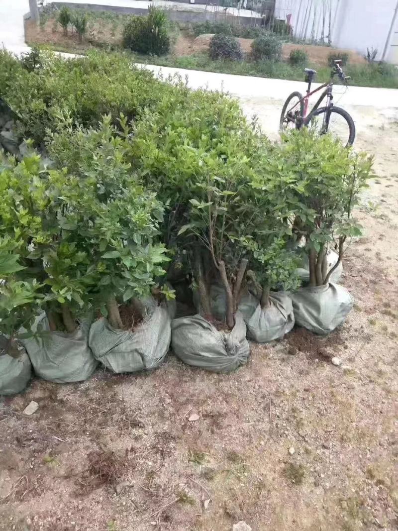 高矮胖瘦走一圈，量多大你说了算，征地花海绿化庄园