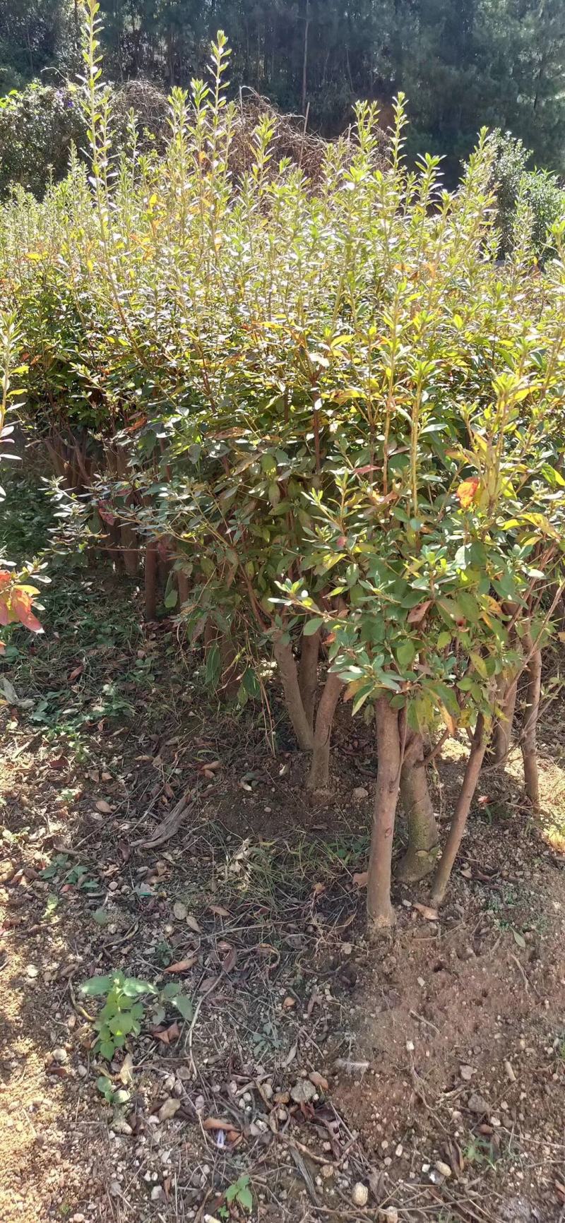 高矮胖瘦走一圈，量多大你说了算，征地花海绿化庄园