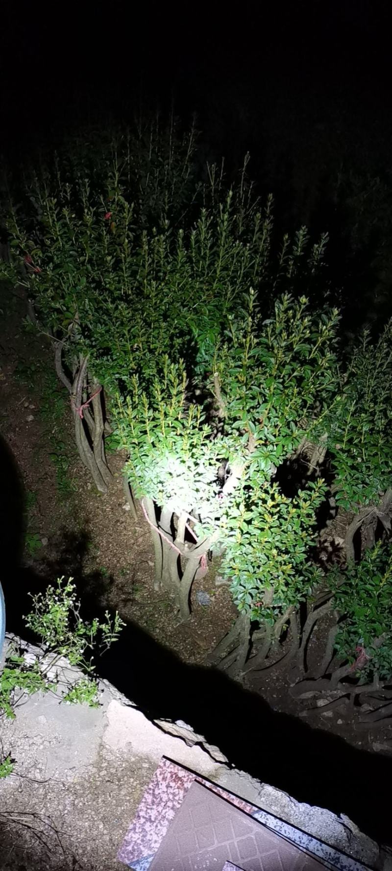 高矮胖瘦走一圈，量多大你说了算，征地花海绿化庄园