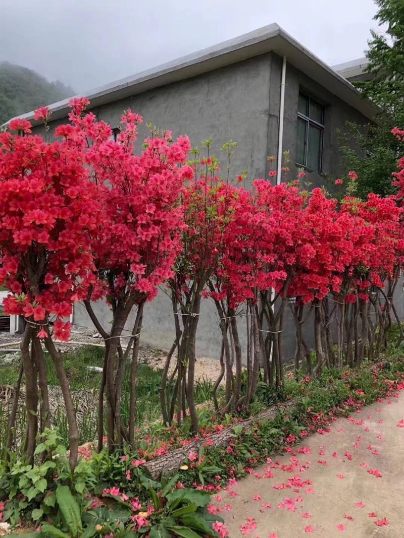 高矮胖瘦走一圈，量多大你说了算，征地花海绿化庄园