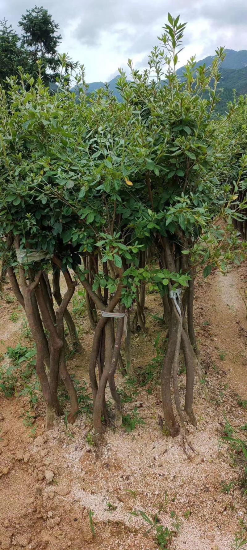 高矮胖瘦走一圈，量多大你说了算，征地花海绿化庄园