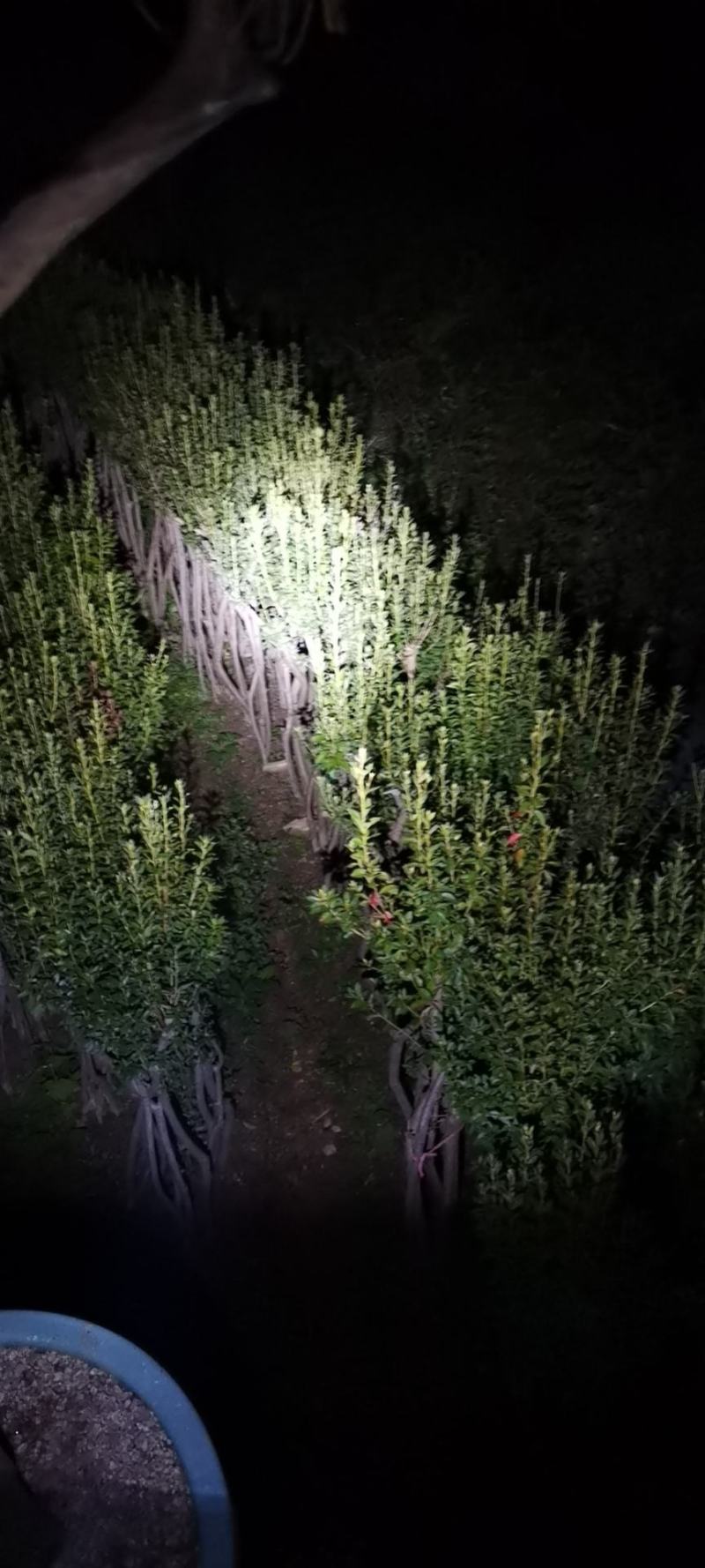 高矮胖瘦走一圈，量多大你说了算，征地花海绿化庄园
