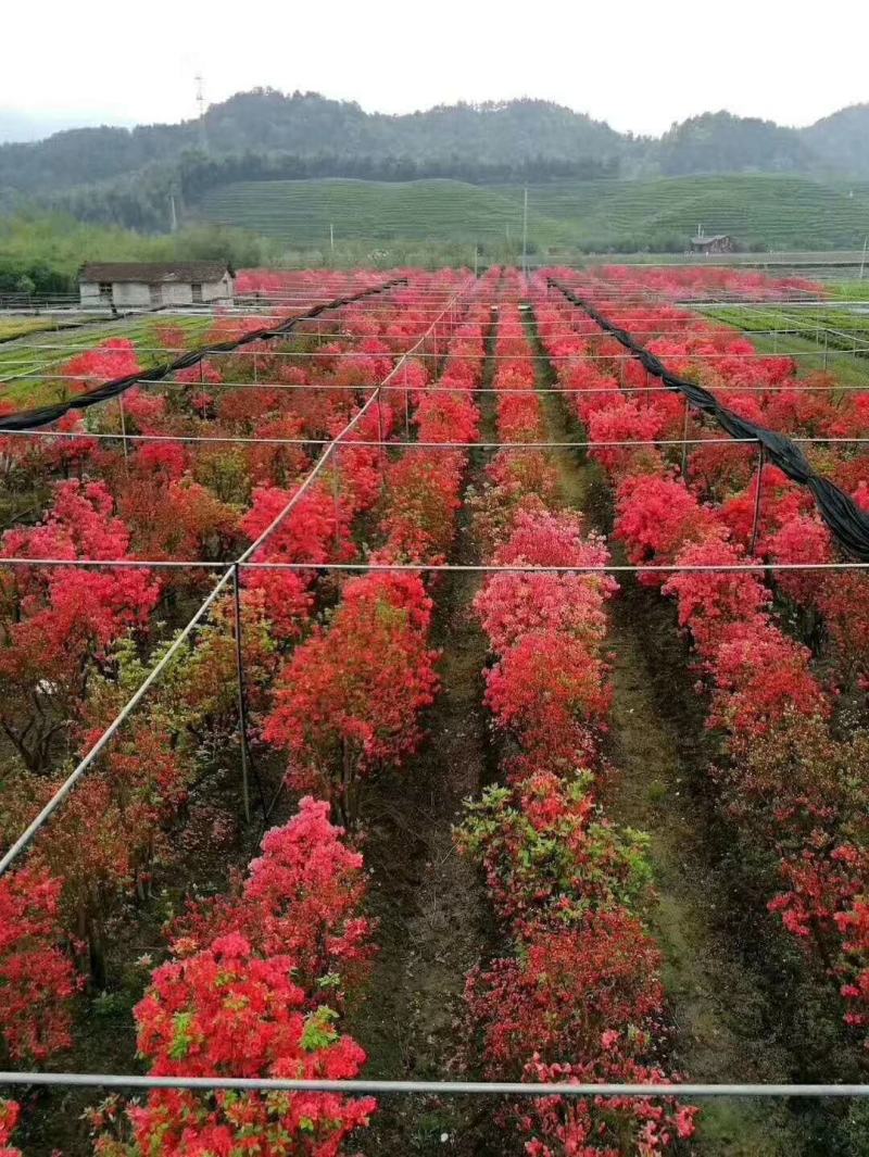 高矮胖瘦走一圈，量多大你说了算，征地花海绿化庄园
