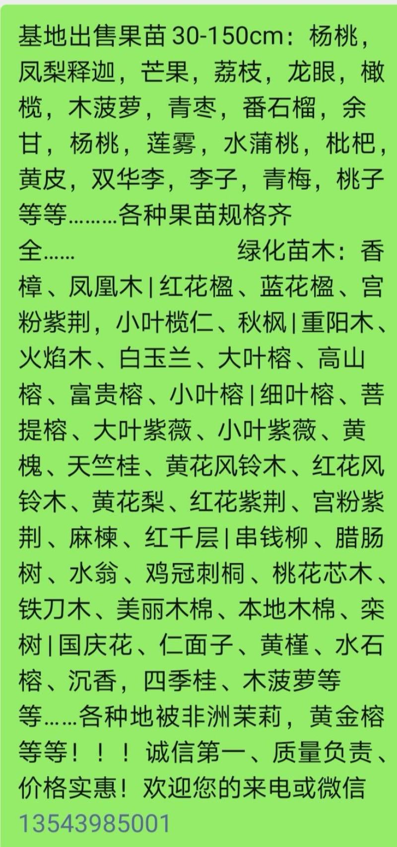 台湾凤梨释迦苗，直生苗，小袋苗，大袋苗，10斤袋，