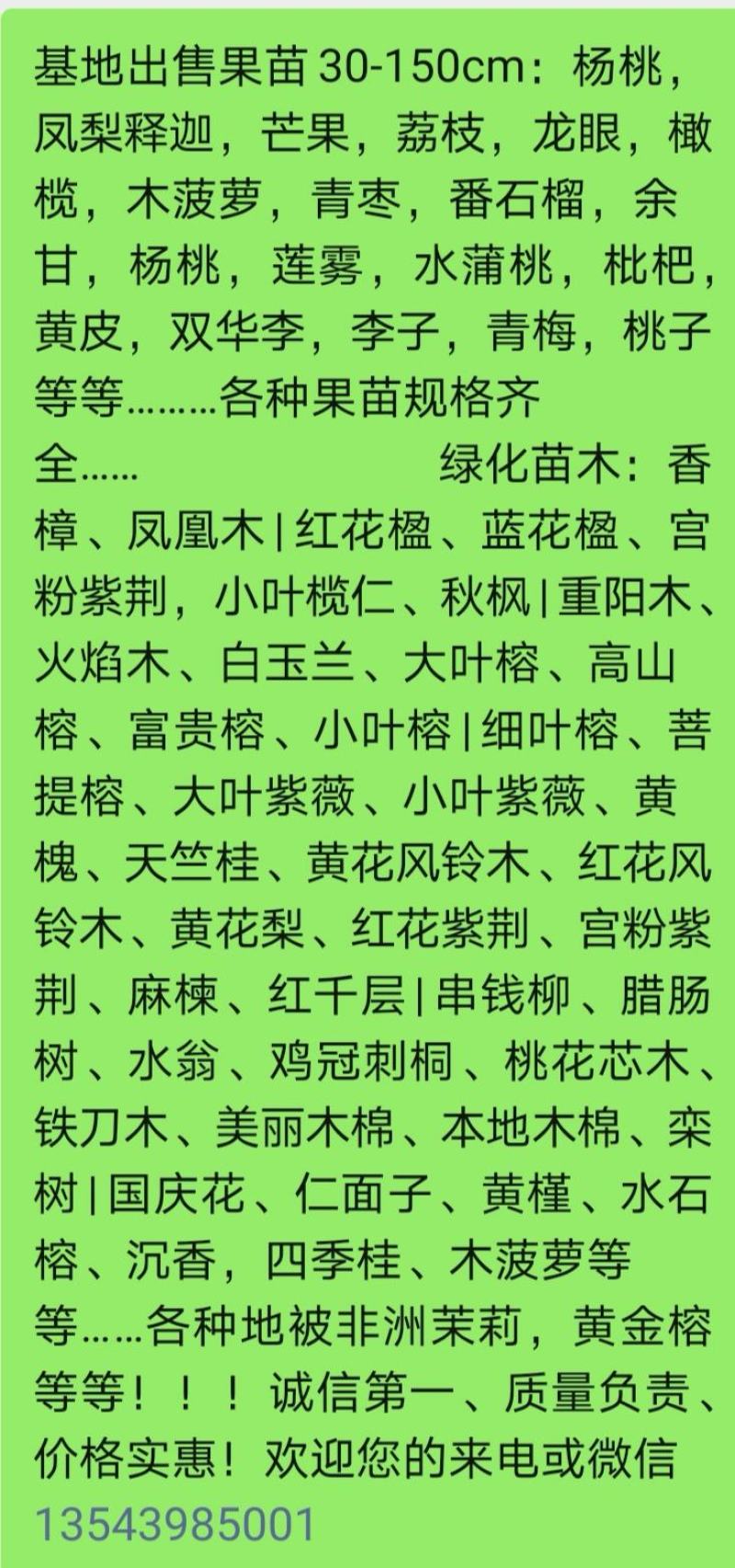 单棵发财树，，三编发财树，，发财树，苗苗床芽苗