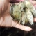 【桂花鱼苗】，杂交桂花鱼苗，，鳜鱼苗，场地直销，