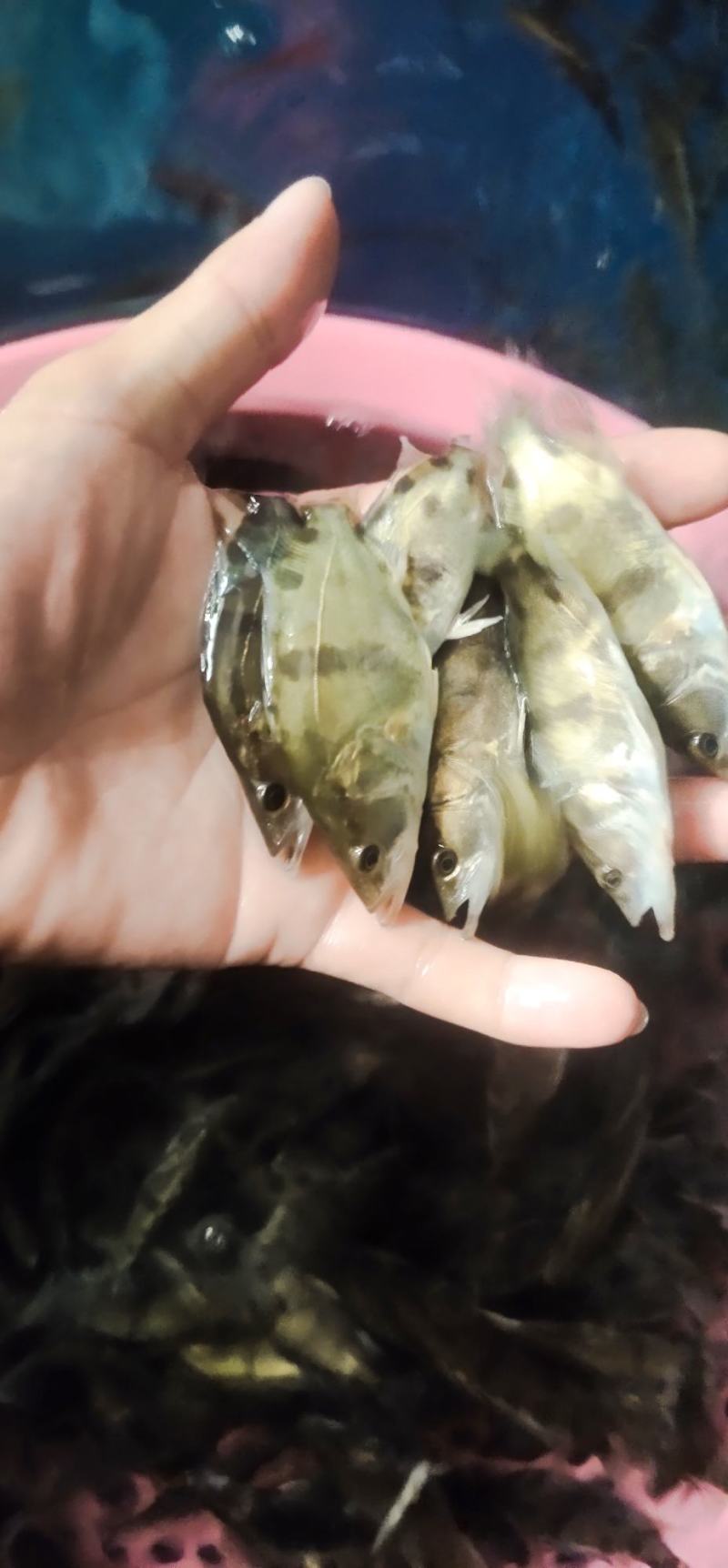 【桂花鱼苗】，杂交桂花鱼苗，，鳜鱼苗，场地直销，