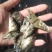 【桂花鱼苗】，杂交桂花鱼苗，，鳜鱼苗，场地直销，